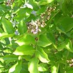 Cây hột mát có tác dụng gì?