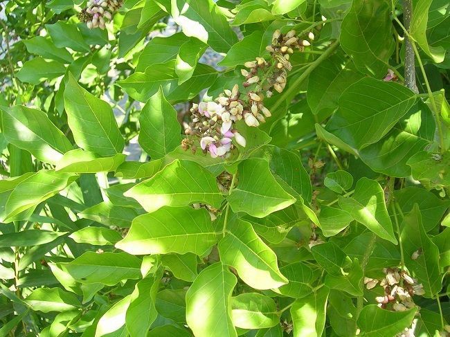Cây hột mát có tác dụng gì?