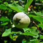 Cây mộc qua có tác dụng gì?