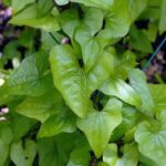 Công dụng của tỳ giải