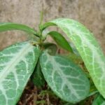 Công dụng của cây cam xũng
