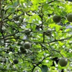 Cây chỉ thực có tác dụng gì?