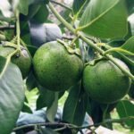 Công dụng của cây mắc nưa