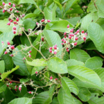 Công dụng cây chạc chìu