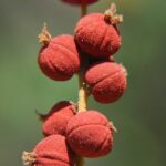 Cây rùm nao có tác dụng gì?
