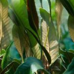 Công dụng của cây thuốc thạch vĩ