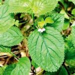 Công dụng của cây thanh ngâm