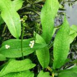 Cây trạch tả có tác dụng gì?