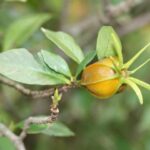 Cây dành dành có tác dụng gì?