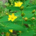 Công dụng cây ban lá dính