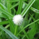Cây cỏ bạc đầu trị bệnh gì?