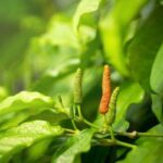 Cây tất bạt có tác dụng gì?