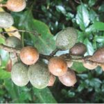 Cây trứng cuốc có tác dụng gì?