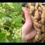 Cây ruột gà có tác dụng gì?