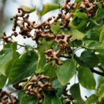 Công dụng chữa bệnh của cây chỉ cụ