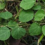 Tác dụng của phòng kỷ
