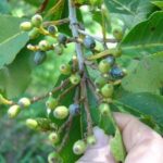 Cây bời lời có tác dụng gì?