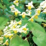 Công dụng cây dâm dương hoắc