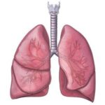Chức năng tạng phế trong đông y