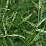 Các tác dụng của cỏ mần trầu