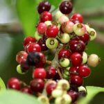 Cây sắn thuyền có tác dụng gì?