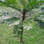 Công dụng của cây bách bệnh