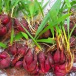 Tác dụng của sâm đại hành