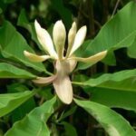 Tác dụng chữa bệnh của cây hậu phác