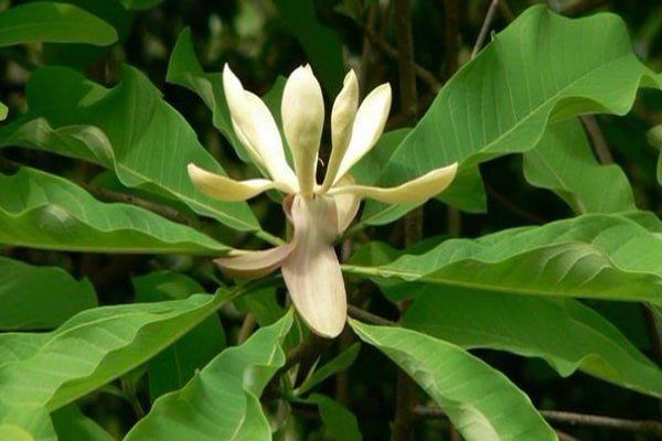 Tác dụng chữa bệnh của cây hậu phác