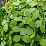 Cây cỏ tai chuột chữa bệnh gì?