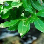Các tác dụng của lá vối