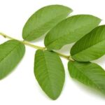 Lá ổi có tác dụng gì?