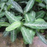Cây lưỡi nhân trị bệnh gì?