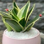 Cây lưỡi mèo trị bệnh gì?
