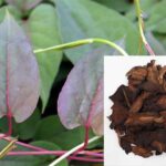 Uống thuốc hà thủ ô có tốt không?