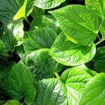 Công dụng chữa bệnh của lá lốt
