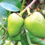 Trái bình bát có trị bướu cổ không?