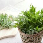 Rau ngải cứu chữa rối loạn tiền đình được không?