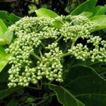 Lá vọng cách chữa bệnh gì?