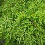 Cây đinh lăng chữa rối loạn tiền đình được không?