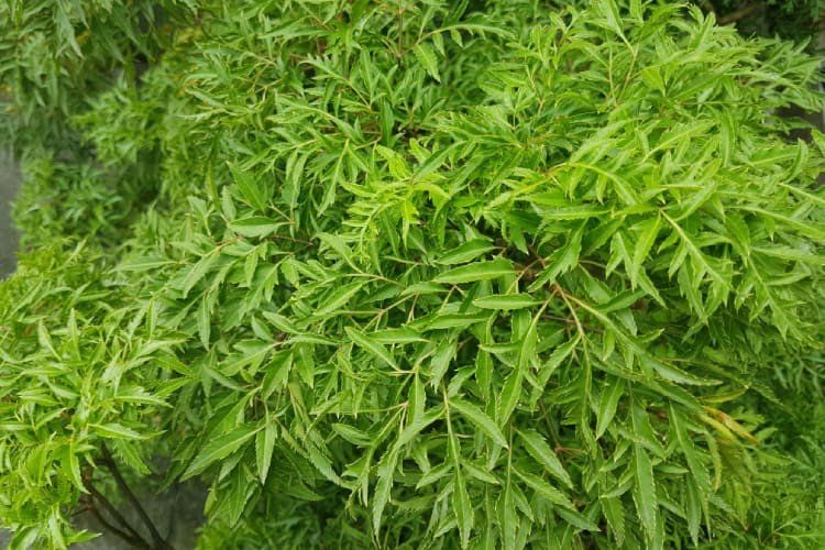Cây đinh lăng chữa rối loạn tiền đình được không?