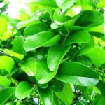 Ăn lá sâm có tác dụng gì?