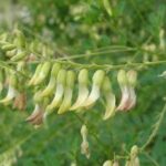 Các cây thuốc nam trị u nang buồng trứng