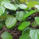 Tác dụng của cây vàng đắng