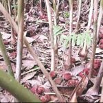 Cây sa nhân tím có tác dụng gì?