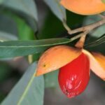 Tác dụng của cây máu chó
