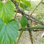 Tác dụng của cây Dây thần thông
