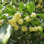 Tác dụng cây quế chi