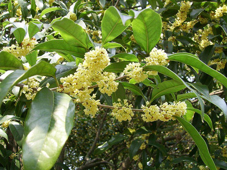 Tác dụng cây quế chi
