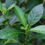 Uống lá mật gấu tươi có tác dụng gì?
